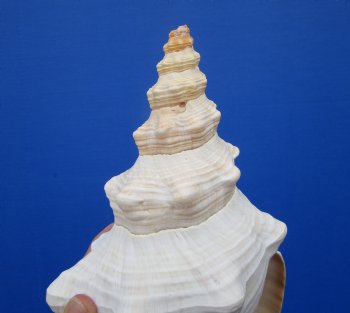 13 inches Extra Large Horse Conch Shell for Sale - Buy this one for $49.99