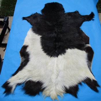 41 by 29 inches Authentic Goat Hide, Goat Skin with Black and White Fur - Buy this one for $44.99