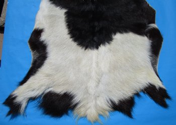 41 by 29 inches Authentic Goat Hide, Goat Skin with Black and White Fur - Buy this one for $44.99