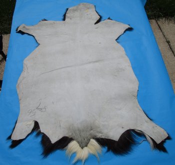 41 by 29 inches Authentic Goat Hide, Goat Skin with Black and White Fur - Buy this one for $44.99