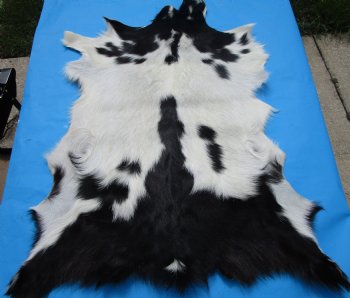 40 by 31 inches Authentic Goat Hide, Black and White Pattern for $44.99