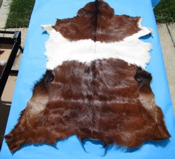 44 by 33 inches Authentic Goat Hide, Rust and Whtie Fur Pattern for $44.99