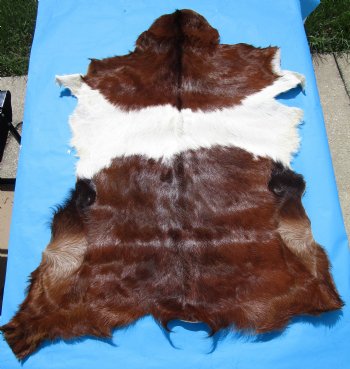 44 by 33 inches Authentic Goat Hide, Rust and Whtie Fur Pattern for $44.99