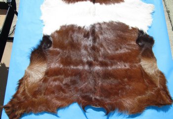 44 by 33 inches Authentic Goat Hide, Rust and Whtie Fur Pattern for $44.99