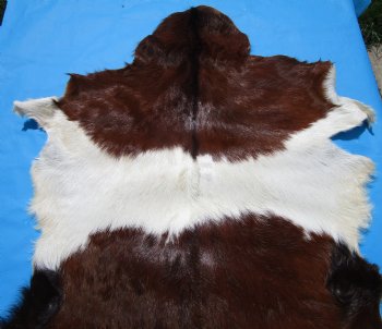 44 by 33 inches Authentic Goat Hide, Rust and Whtie Fur Pattern for $44.99