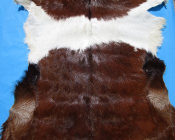 44 by 33 inches Authentic Goat Hide, Rust and Whtie Fur Pattern for $44.99