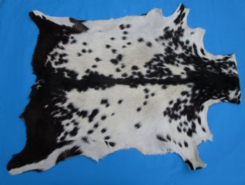 38 by 29-1/2 inches Authentic Goat Hide, Goat Skin with Black and White Fur - Buy this one for $44.99