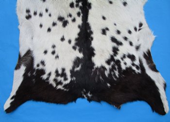 38 by 29-1/2 inches Authentic Goat Hide, Goat Skin with Black and White Fur - Buy this one for $44.99