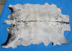 27-1/2 by 29-1/2 inches Authentic Goat Hide, Goat Skin with White Fur with Black Spots - Buy this one for $44.99