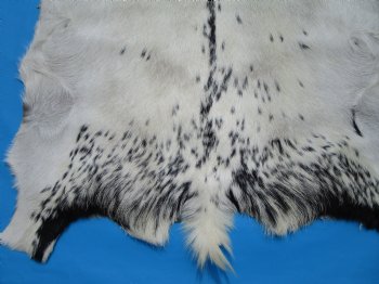 27-1/2 by 29-1/2 inches Authentic Goat Hide, Goat Skin with White Fur with Black Spots - Buy this one for $44.99