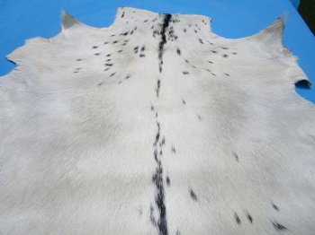 27-1/2 by 29-1/2 inches Authentic Goat Hide, Goat Skin with White Fur with Black Spots - Buy this one for $44.99