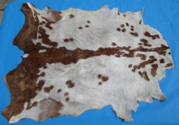 41 by 32-1/2 inches Authentic Goat Hide, Goat Skin with Rust and White Colored Fur - Buy this one for $44.99