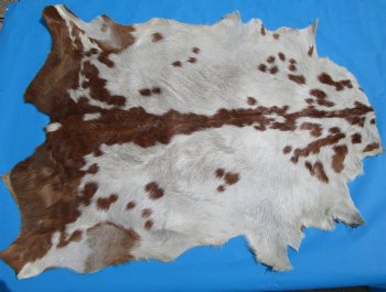 41 by 32-1/2 inches Authentic Goat Hide, Goat Skin with Rust and White Colored Fur - Buy this one for $44.99