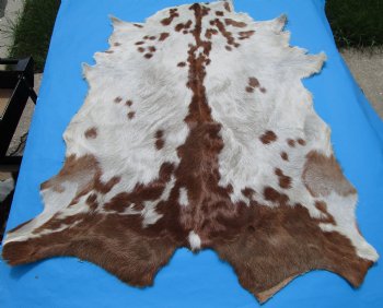 41 by 32-1/2 inches Authentic Goat Hide, Goat Skin with Rust and White Colored Fur - Buy this one for $44.99