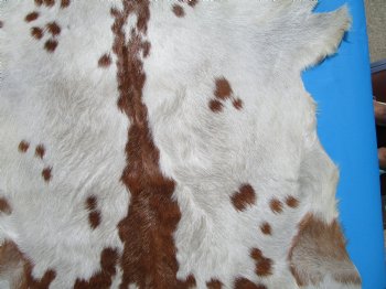 41 by 32-1/2 inches Authentic Goat Hide, Goat Skin with Rust and White Colored Fur - Buy this one for $44.99