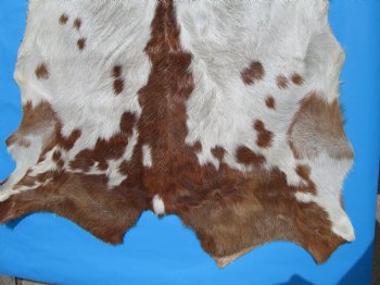 41 by 32-1/2 inches Authentic Goat Hide, Goat Skin with Rust and White Colored Fur - Buy this one for $44.99