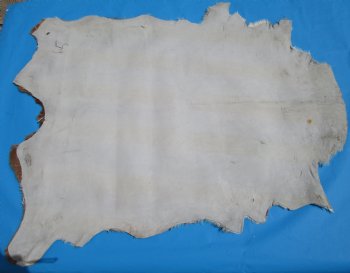 41 by 32-1/2 inches Authentic Goat Hide, Goat Skin with Rust and White Colored Fur - Buy this one for $44.99