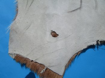 41 by 32-1/2 inches Authentic Goat Hide, Goat Skin with Rust and White Colored Fur - Buy this one for $44.99