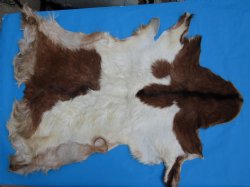 45 by 34 inches Authentic Goat Hide, Goat Skin with Rust and White Colored Fur - Buy this one for $44.99