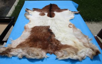 45 by 34 inches Authentic Goat Hide, Goat Skin with Rust and White Colored Fur - Buy this one for $44.99