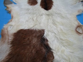 45 by 34 inches Authentic Goat Hide, Goat Skin with Rust and White Colored Fur - Buy this one for $44.99