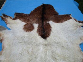 45 by 34 inches Authentic Goat Hide, Goat Skin with Rust and White Colored Fur - Buy this one for $44.99