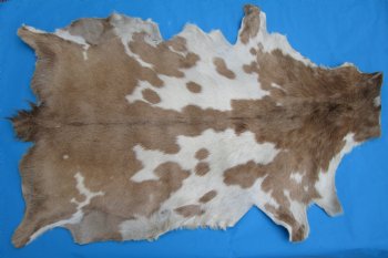 47 by 29 inches Authentic Goat Hide, Goat Skin with Tan and Cream Fur - Buy this one for $44.99