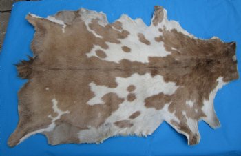 47 by 29 inches Authentic Goat Hide, Goat Skin with Tan and Cream Fur - Buy this one for $44.99