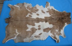 47 by 29 inches Authentic Goat Hide, Goat Skin with Tan and Cream Fur - Buy this one for $44.99