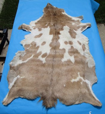 47 by 29 inches Authentic Goat Hide, Goat Skin with Tan and Cream Fur - Buy this one for $44.99