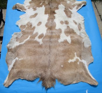 47 by 29 inches Authentic Goat Hide, Goat Skin with Tan and Cream Fur - Buy this one for $44.99