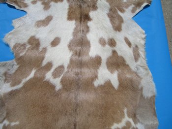 47 by 29 inches Authentic Goat Hide, Goat Skin with Tan and Cream Fur - Buy this one for $44.99