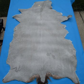 47 by 29 inches Authentic Goat Hide, Goat Skin with Tan and Cream Fur - Buy this one for $44.99