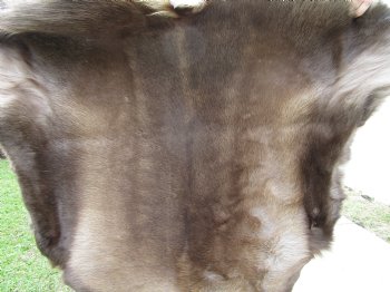 Finland Reindeer Hide With Fur, Without Legs,48 x 43 Inches - Buy this one for $99.99