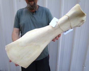 27 x 10-3/4 inches Authentic African Giraffe Shoulder Blade Bone for Sale - Buy this one for $54.99