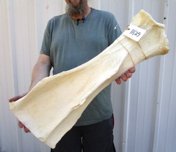 27 x 10-7/8 inches Authentic Affrican Giraffa Camelopardlis Shoulder Blade Bone for Sale - Buy this one for $54.99