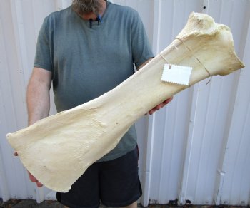 27 x 10-7/8 inches Authentic Affrican Giraffa Camelopardlis Shoulder Blade Bone for Sale - Buy this one for $54.99