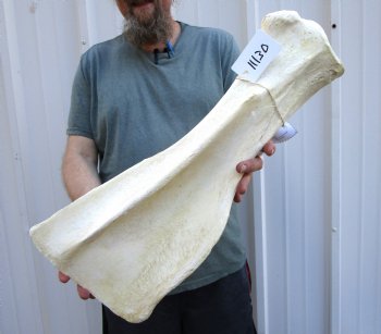 23-3/4 X 10 inches African Giraffe Shoulder Blade Bone for Sale - Buy this one for $54.99