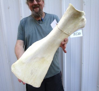 23-3/4 X 10 inches African Giraffe Shoulder Blade Bone for Sale - Buy this one for $54.99