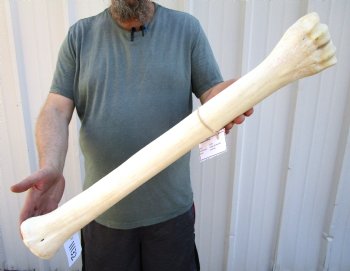 25-7/8 inches Real Giraffe Metacarpal Leg Bone for $124.99