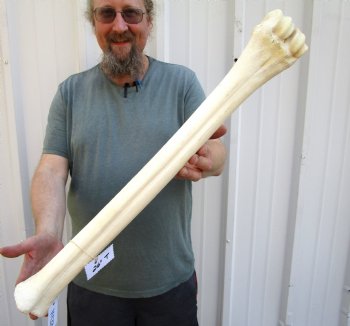 26 inches Real Giraffe Metatarsal Leg Bone for $124.99