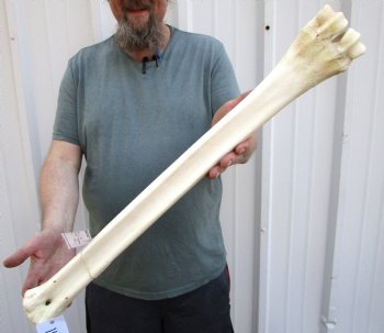 26 inches Real Giraffe Metatarsal Leg Bone for $124.99