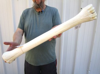 25-7/8 inches Real Giraffe Metacarpal Leg Bone for $124.99