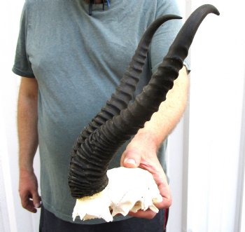 Male Springbok Skull Plate with 13 and 13-3/4 inches Horns for $39.99