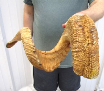 35 inches Huge African Merino Ram, Sheep Horn for Sale for $35.99