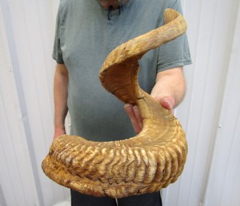 35 inches Huge African Merino Ram, Sheep Horn for Sale for $35.99