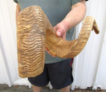 33 inches Huge African Merino Ram, Sheep Horn for Sale for $33.99