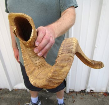 33 inches Huge African Merino Ram, Sheep Horn for Sale for $33.99