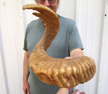 33 inches Huge African Merino Ram, Sheep Horn for Sale for $33.99