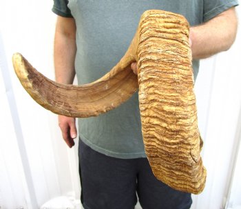 30 inches Large African Merino Ram, Sheep Horn for Sale for $30.99